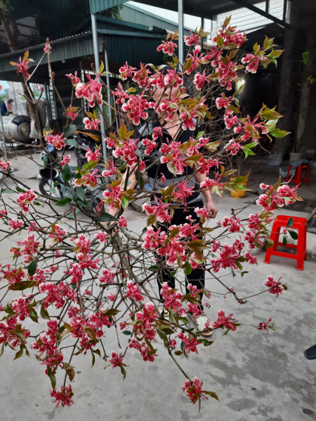 vietnamese, yen tu bell peach blooms, the type of “strange” peaches on the street, vietnamese rich people spend up to 40 million to buy a branch to plug and play