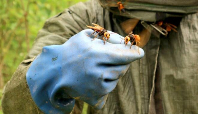 Animals in Vietnam with dangerous venom are now a “money mine”, hunting people sell half a million/kg