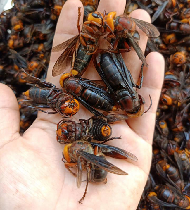 species in vietnam, wasps, animals in vietnam with dangerous venom are now a “money mine”, hunting people sell half a million/kg