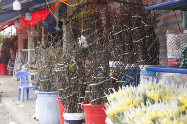 plum blossom, only selling flowers every new year at the gate of quang ba flower market, a man from bac giang collects hundreds of millions of dong/per year