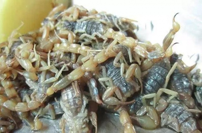 tận mắt món canh bọ cạp “đặt cược mạng sống” của dân sành ăn