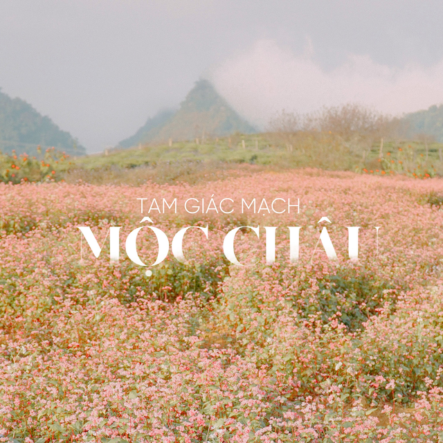 cherry apricot, moc chau district, moc chau plateau, northwest specialty, social network, traveling to moc chau, do not miss an appointment with these places, all the coordinates of virtual life are surprisingly beautiful at the end of the year