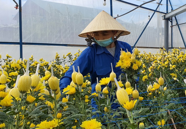 da lat chrysanthemums, tet flowers, tet orchids, satisfied with the largest flower capital in the country: take care of the whole year, in mid-december, you will know which garden won