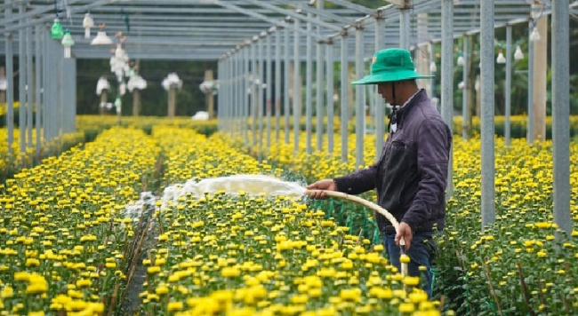 da lat chrysanthemums, tet flowers, tet orchids, satisfied with the largest flower capital in the country: take care of the whole year, in mid-december, you will know which garden won
