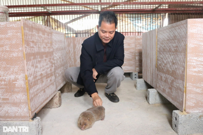 dong hoa village, duc tho district, ha tinh province, income, start-up repatriation, starting a business, tan dan commune, the economic model, returning to raising a species that only eats bamboo, the farmer was surprised by the results