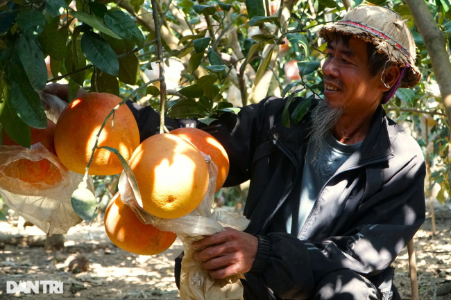luan van pomelo, tho xuan district, tho xuong commune, the old farmer earns half a billion dong in the tet season thanks to the red ripe fruit inside and out