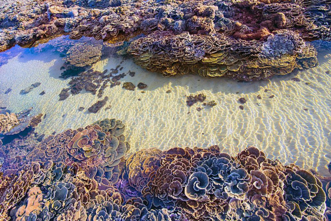 khám phá bãi san hô phú yên kho báu trong lòng đại dương
