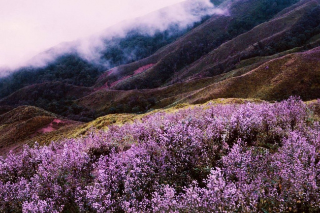 mê mẩn sắc tím hoa chi pâu tà chì nhù tháng 11 giữa núi rừng tây bắc