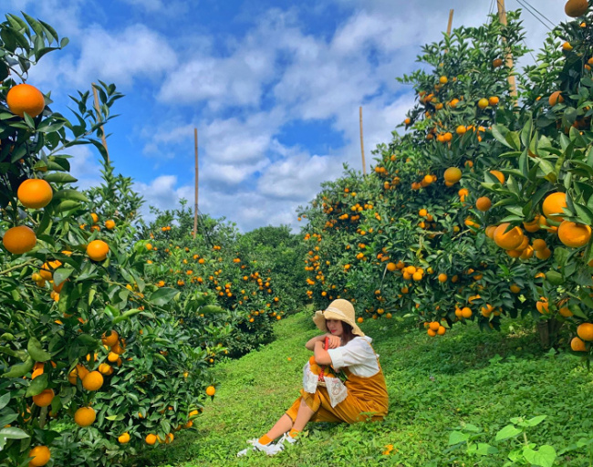 check in 2 vườn cam siêu hot trên bản đồ du lịch mộc châu