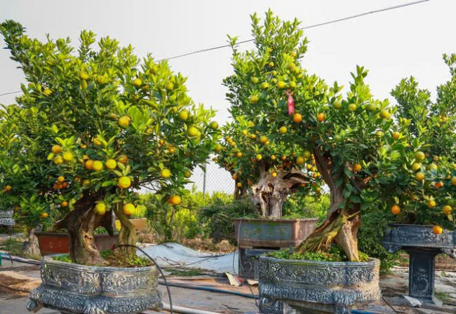 kumquat, lunar new year, quality of life, quat carpentry, solidarity, tens of millions of dong, kumquat trees cost tens of millions of dong and sold out in hanoi before the lunar new year