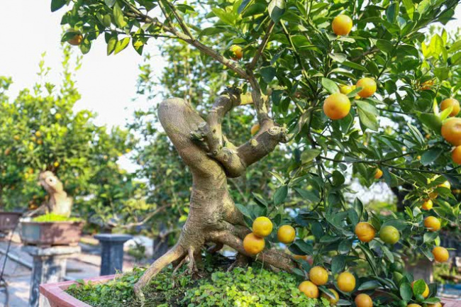kumquat, lunar new year, quality of life, quat carpentry, solidarity, tens of millions of dong, kumquat trees cost tens of millions of dong and sold out in hanoi before the lunar new year