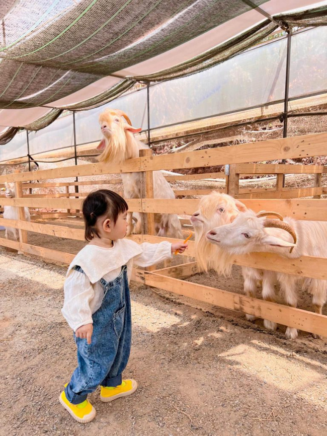 check in chika farm đà lạt nông trại cừu siêu xinh được lòng giới trẻ