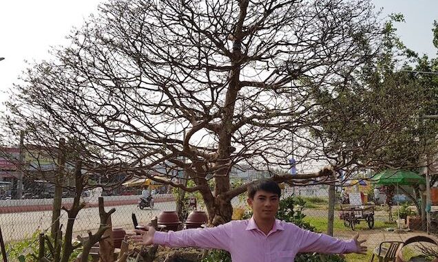 apricot tree, long xuyen city, my long ward, a close-up of the “old apricot blossom” with the same price as the building was bought by the giants, causing the bonsai world to stir