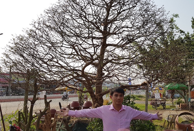 apricot tree, long xuyen city, my long ward, a close-up of the “old apricot blossom” with the same price as the building was bought by the giants, causing the bonsai world to stir