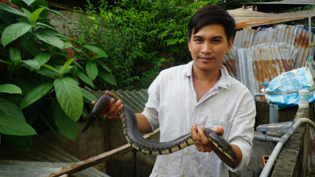 cai lay town, snakes, tan hoi commune, tien giang, feeding animals once a week, the western guy earns tens of thousands of dollars/per year
