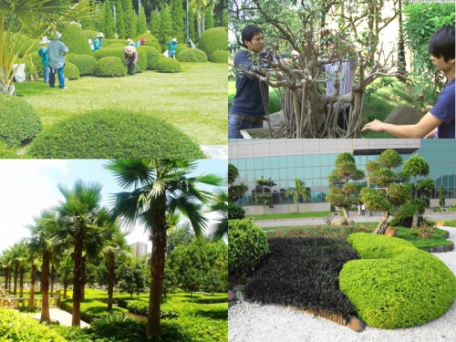 top 4 dịch vụ chăm sóc cây xanh, cảnh quan chuyên nghiệp nhất tỉnh thanh hóa