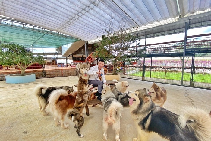 khám phá nông trại cún đà lạt – thiên đường sống ảo siêu dễ thương dành cho du khách