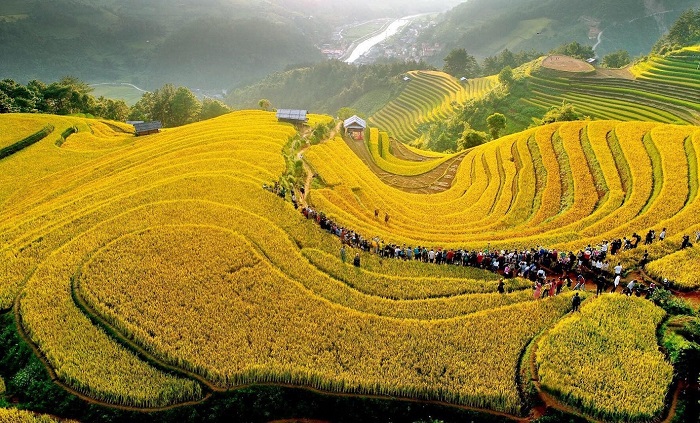 du lịch sapa tháng 10, chiêm ngưỡng những cánh đồng lúa chín vàng đẹp ngỡ ngàng