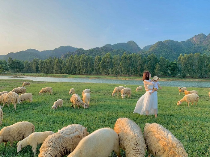 Du lịch đồng cừu Gia Hưng – Thiên đường check in đẹp hút hồn của vùng đất Ninh Bình