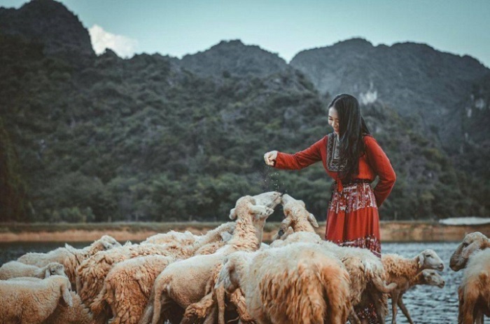 du lịch đồng cừu gia hưng – thiên đường check in đẹp hút hồn của vùng đất ninh bình