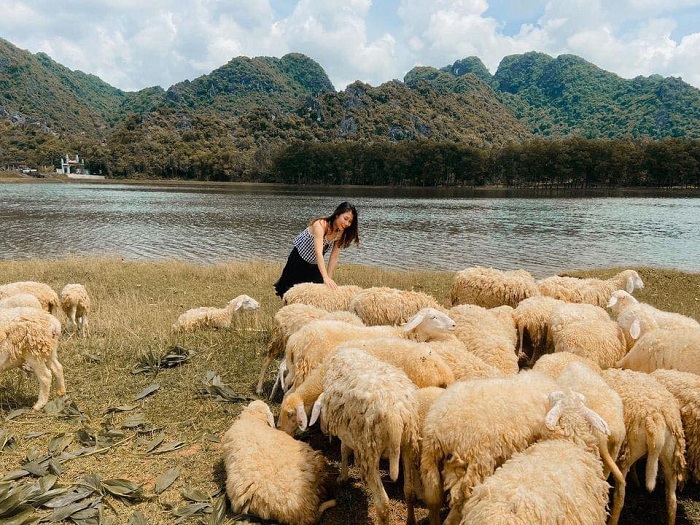 du lịch đồng cừu gia hưng – thiên đường check in đẹp hút hồn của vùng đất ninh bình