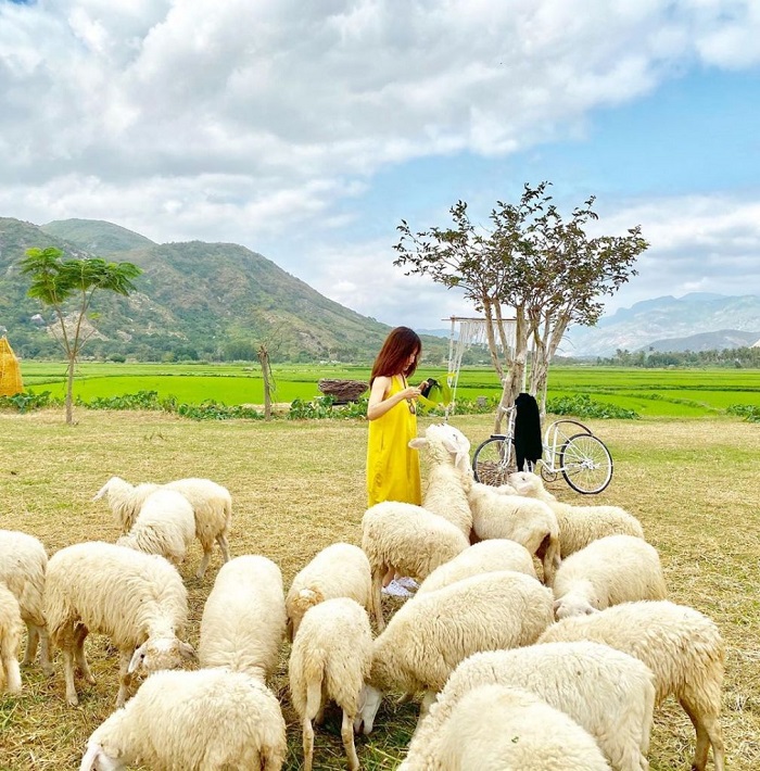 Ngẩn ngơ trước 5 đồng cừu đẹp tựa trời Âu tại Việt Nam, đốn tim mọi tín đồ sống ảo