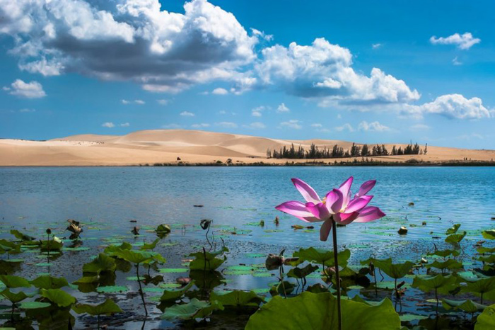hồ sen đẹp nhất, chiêm ngưỡng mùa sen nở rộ với những hồ sen đẹp nhất việt nam