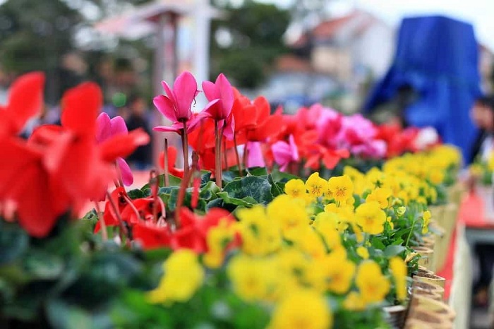 Lễ hội Festival hoa Đà Lạt 2019 có gì thu hút du khách gần xa?