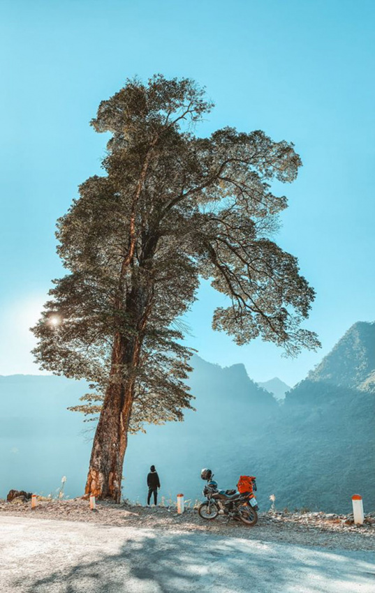 cây cô đơn sống ảo, tập hợp tọa độ 8 cây cô đơn sống ảo nổi tiếng nhất việt nam