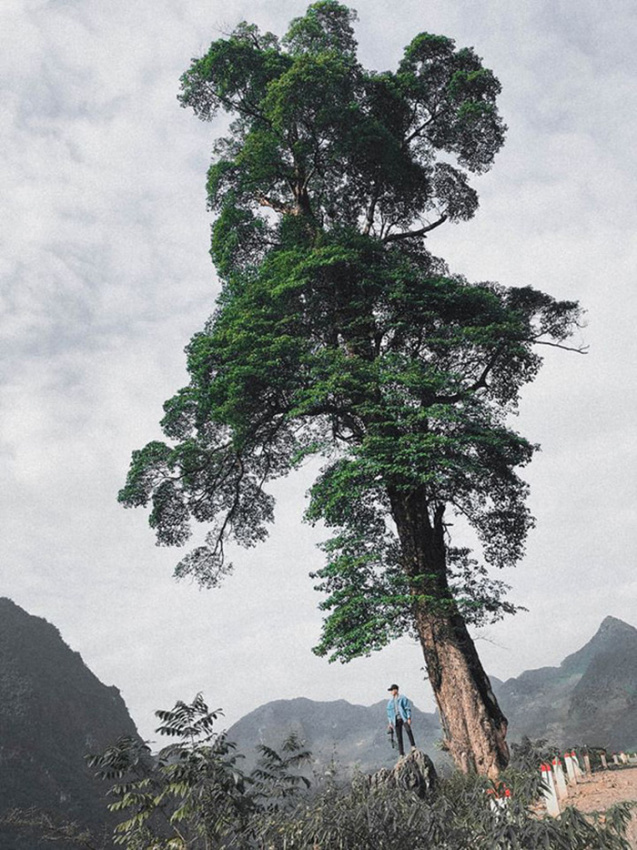 cây cô đơn sống ảo, tập hợp tọa độ 8 cây cô đơn sống ảo nổi tiếng nhất việt nam