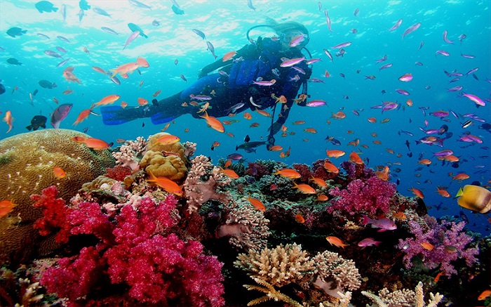 những điều bạn cần biết trước khi trải nghiệm tour lặn ngắm san hô tại phú quốc