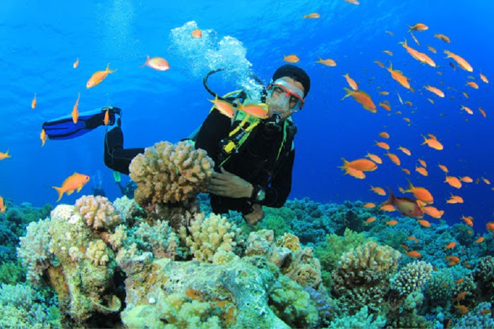 những điều bạn cần biết trước khi trải nghiệm tour lặn ngắm san hô tại phú quốc