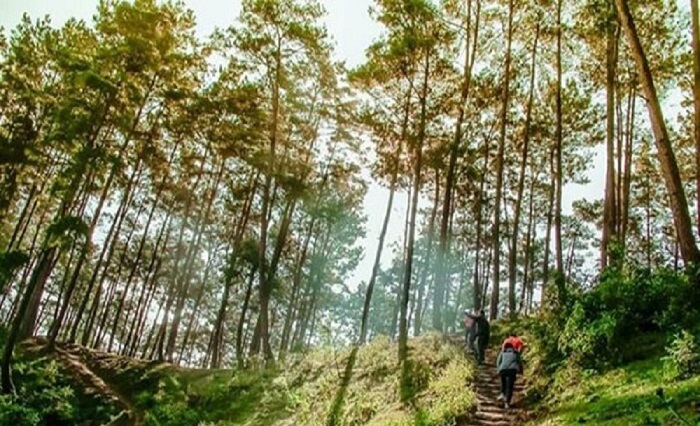 Đắm say giữa rừng thông Yên Minh – Một Đà Lạt thu nhỏ của Hà Giang
