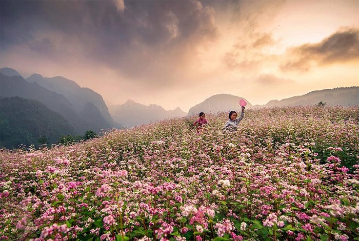 Du lịch Hà Giang tháng 10 – ngẩn ngơ ngắm nhìn những đồi hoa tam giác mạch đẹp mê hồn