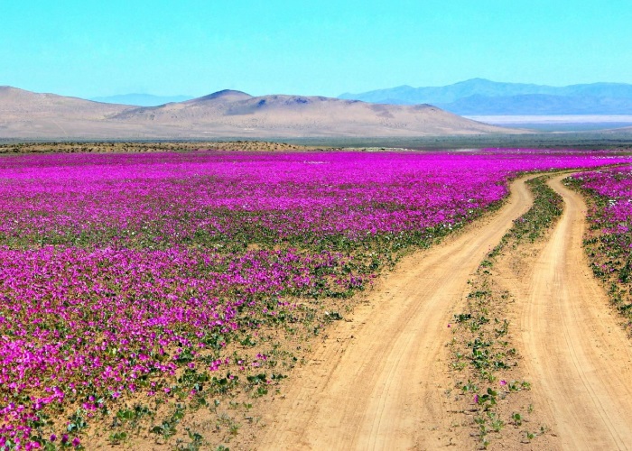 sa mạc atacama, sa mạc atacama khô cằn nhất thế giới bỗng nở hoa