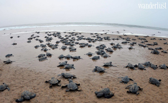 Khám phá những bãi biển rùa độc đáo trên khắp thế giới