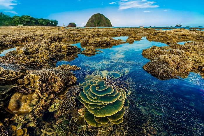 Những địa điểm ngắm san hô của Việt Nam tuyệt đẹp