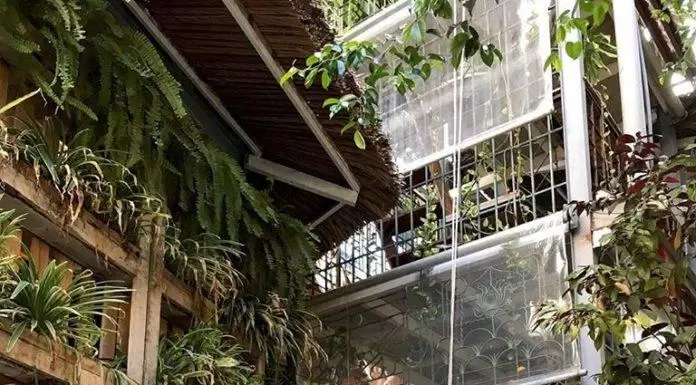 ẩm thực, quán ngon, khám phá “tiệm cà phê giếng trời” rainforest tại nha trang: thiên đường nhiệt đới thu nhỏ