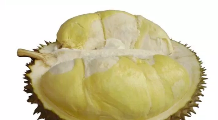 ẩm thực, điểm danh 5 giống sầu riêng được ưa chuộng nhất tại việt nam