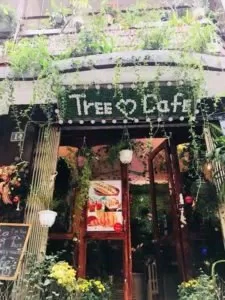 Tree cafe: Không gian xanh, thanh bình giữa lòng Hà Nội