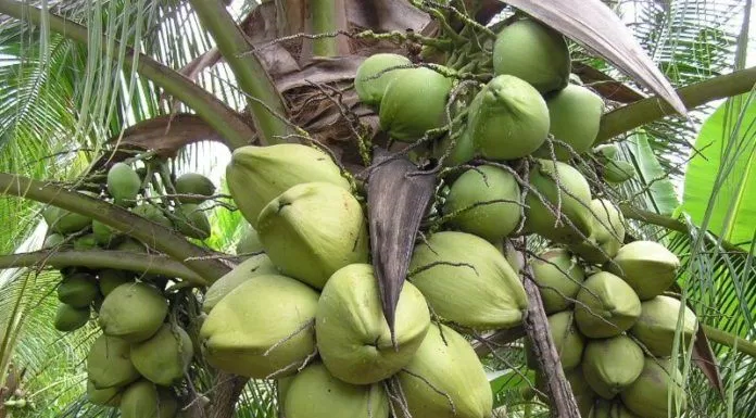 Dừa sáp – món đặc sản độc quyền của Trà Vinh