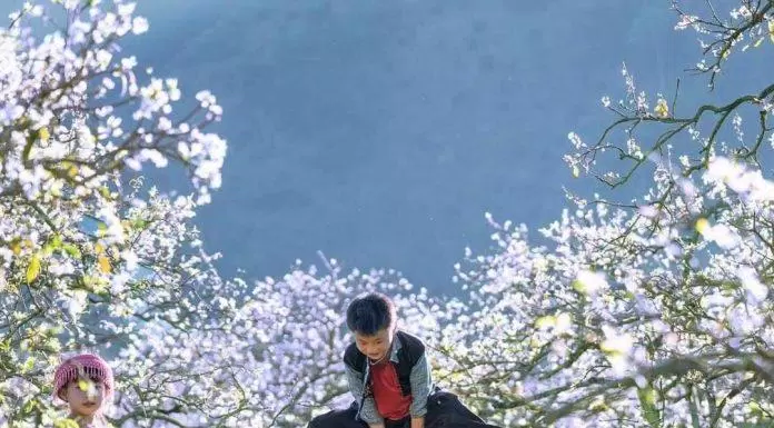 Hoa mận Mộc Châu nở tháng mấy? Các địa điểm ngắm hoa mận đẹp nhất ở Mộc Châu!