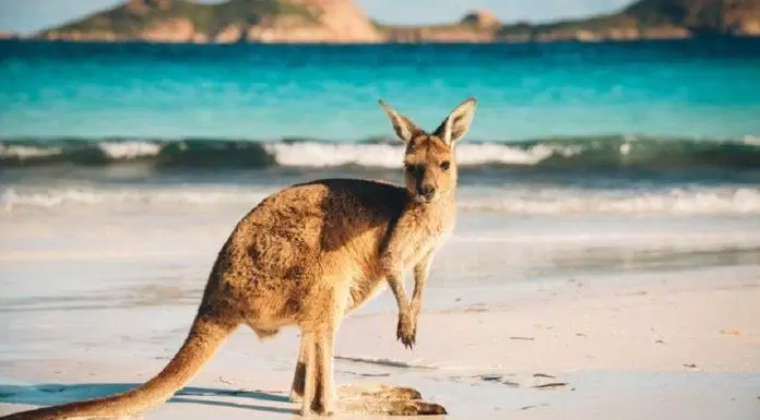 du lịch, châu úc, tới đảo kangaroo nước úc khám phá thiên nhiên hoang dã sống động!