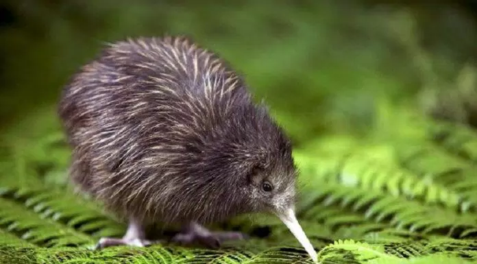 Du lịch New Zealand phải đến đâu để thấy chim kiwi – loài vật biểu tượng của đất nước này?