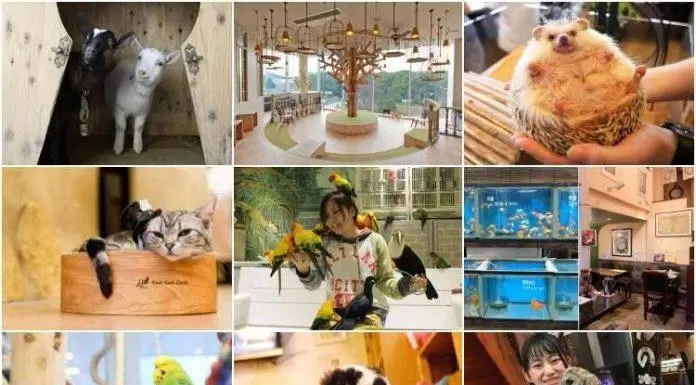 10 quán cafe động vật “cute siêu cấp” ở Tokyo cho bạn vui đùa thả ga cùng thú cưng!