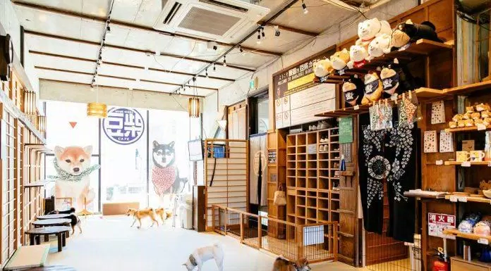 du lịch, châu á, 10 quán cafe động vật “cute siêu cấp” ở tokyo cho bạn vui đùa thả ga cùng thú cưng!