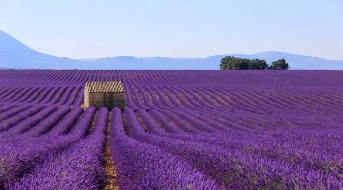 du lịch, châu âu, ngắm hoa oải hương vùng provence – thiên đường mộng mơ giữa mùa hè nước pháp!