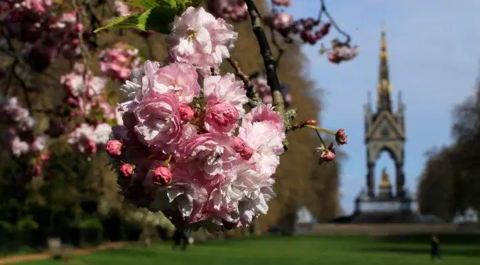 du lịch, châu âu, mùa xuân london có hoa anh đào! nhưng phải đến đâu để ngắm hoa đẹp nhất?