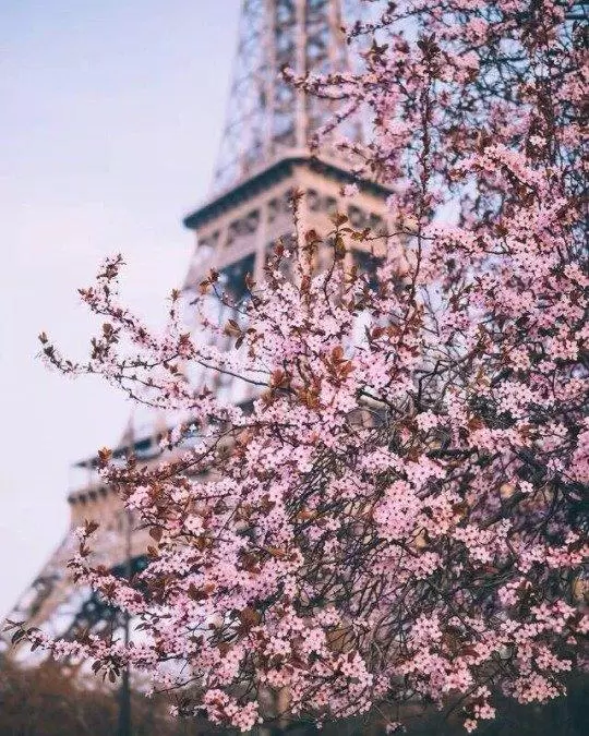 Mùa xuân tháng Tư Paris hoa lệ – Đường phố đông vui và cảnh đẹp thơ mộng!