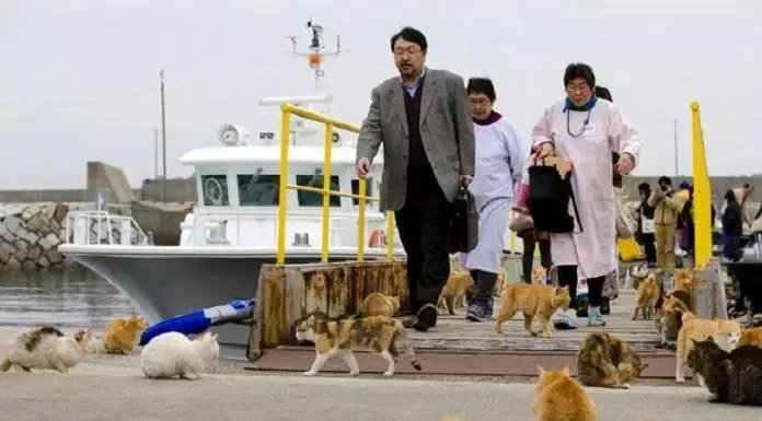 du lịch, châu á, đảo mèo aoshima – thiên đường dành cho những chú miu, điểm đến không thể bỏ qua tại đất nước nhật bản!
